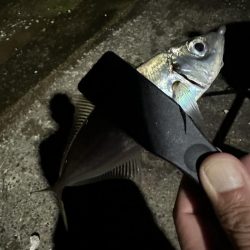 良型アジを探して