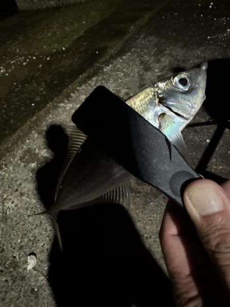 良型アジを探して