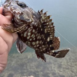 良型アジを探して2