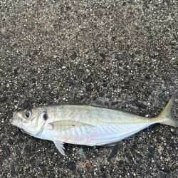 朝マヅメアジング