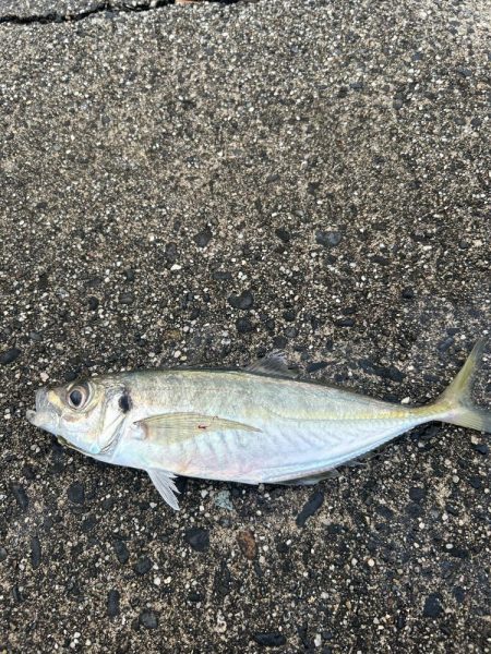 朝マヅメアジング