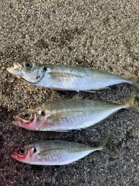 アジング釣行