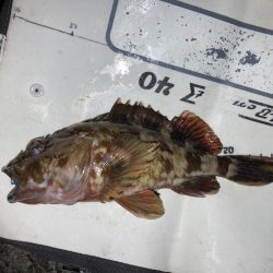 春の伝助アナゴ！