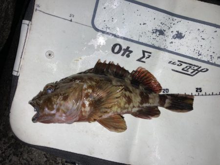 春の伝助アナゴ！