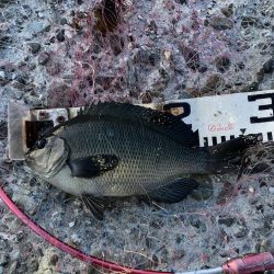 グレにカサゴに寒ボラに