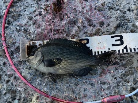 グレにカサゴに寒ボラに