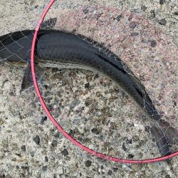 避難訓練と大ボラ