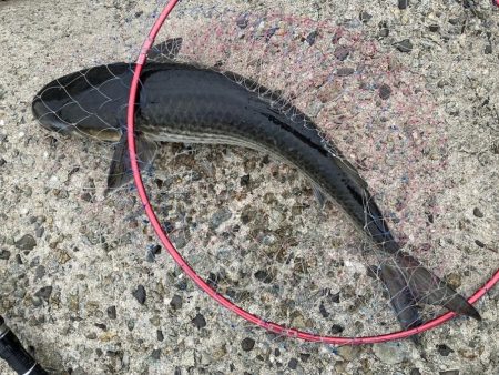 避難訓練と大ボラ