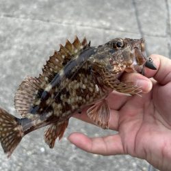 何も釣れないときこそガッシー(^^)