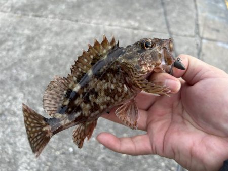 何も釣れないときこそガッシー(^^)