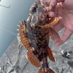 ガッシーちょいリベンジ