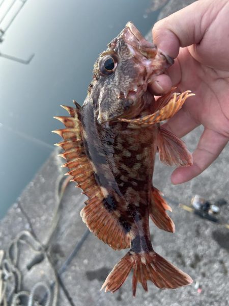 ガッシーちょいリベンジ