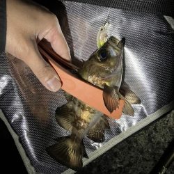 メバリング最盛期！