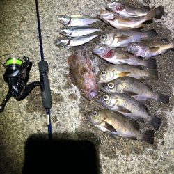 久々のライトゲーム