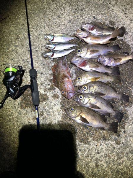 久々のライトゲーム