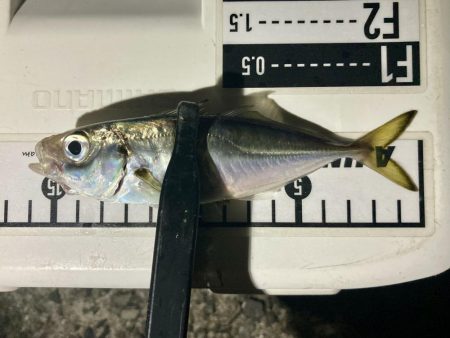 アジングイベント01