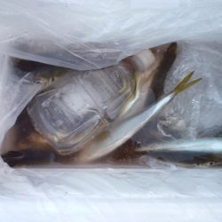 今季初亀川漁港で防波堤釣り