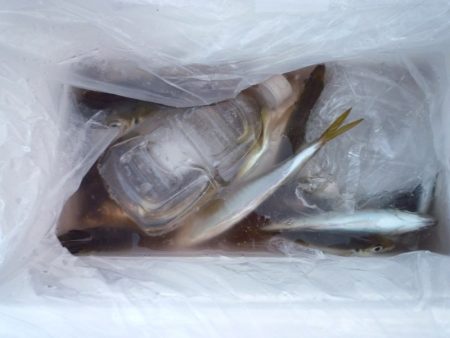 今季初亀川漁港で防波堤釣り