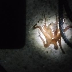 🐙３秒で一杯🐙