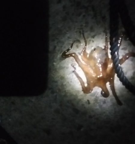 🐙３秒で一杯ὁ…