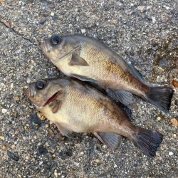 朝マズメのメバリング