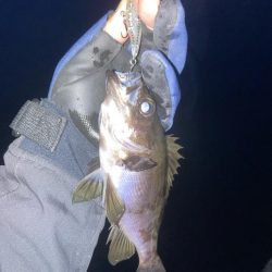 メバルプラッキング