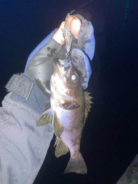 メバルプラッキング