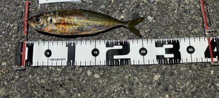 アジング連チャン