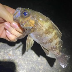 ボクにもついに春到来