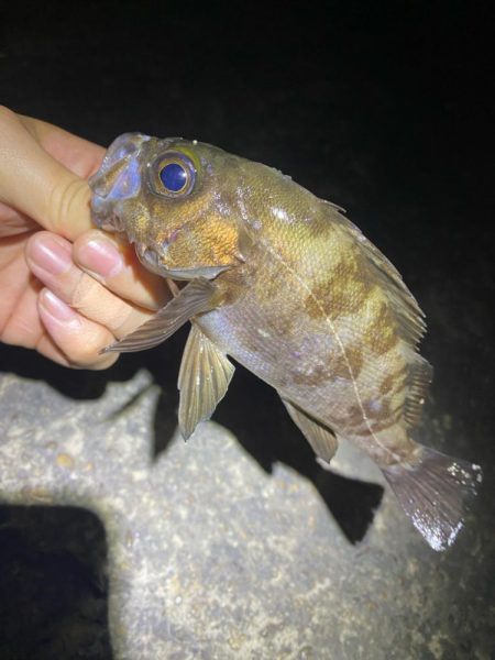 ボクにもついに春到来