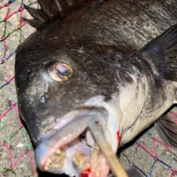 ヘチってきました