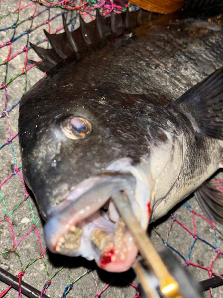 ヘチってきました