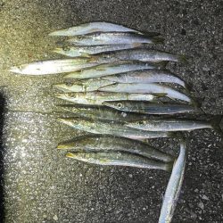 夜カマス後、朝アジ