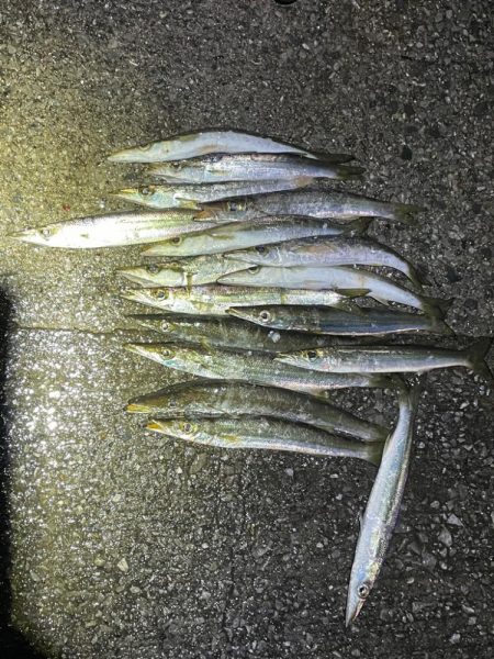 夜カマス後、朝アジ