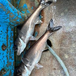 銚子沖、アカムツ狙い