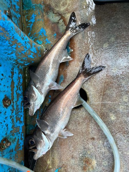 銚子沖、アカムツ狙い