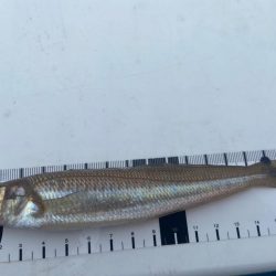 2024シロギスタ初釣行