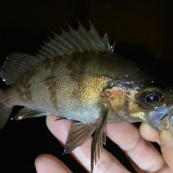 近場でアジ探し！