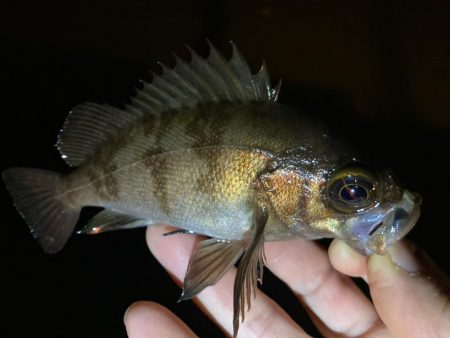 近場でアジ探し！