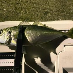 夜な夜な夜なアジング