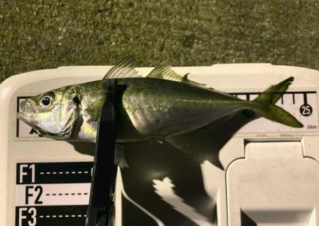 夜な夜な夜なアジング