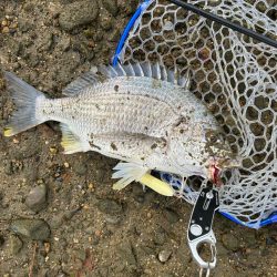 3ヶ月ぶりにデタ!