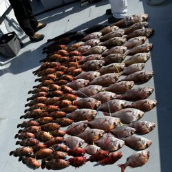 乗っ込み真鯛、キジハタ釣行