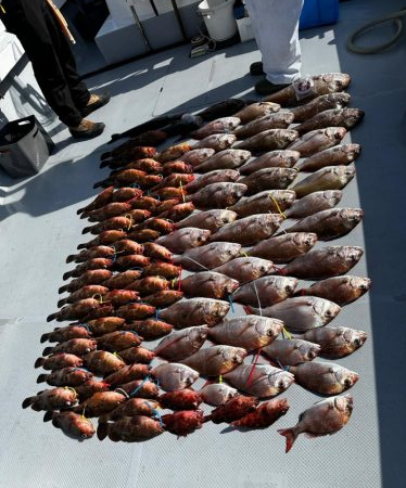 乗っ込み真鯛、キジハタ釣行