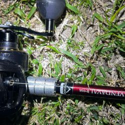 今年の初ナマズ