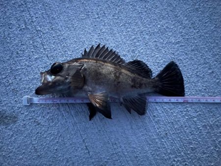 テクテクとメバリング