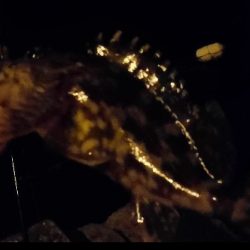 チョイ投げアナゴ!