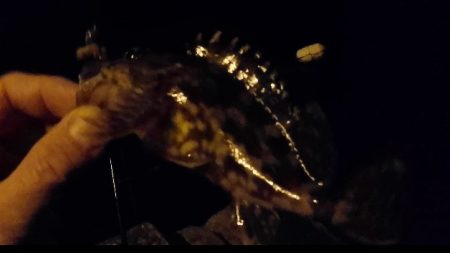 チョイ投げアナゴ!