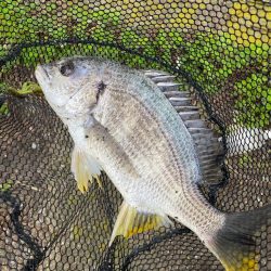 激濁りチニング