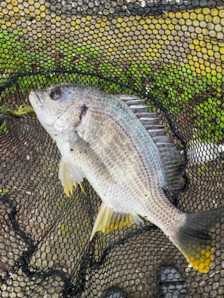 激濁りチニング